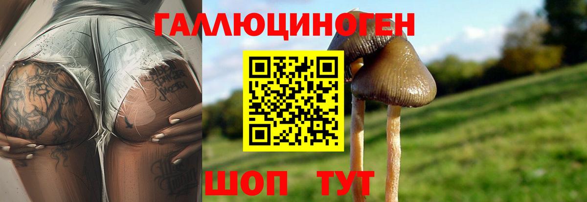 Псилоцибиновые грибы Psilocybine cubensis Саки
